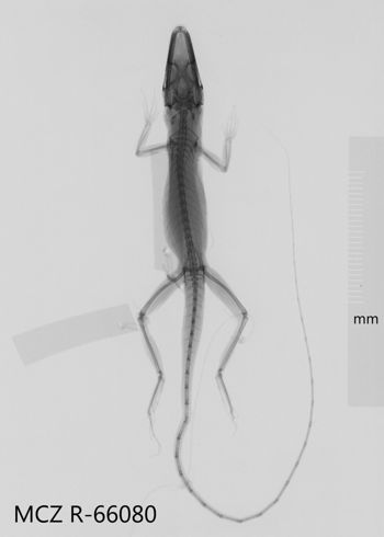 Media type: image;   Herpetology R-66080 Aspect: dorsoventral x-ray